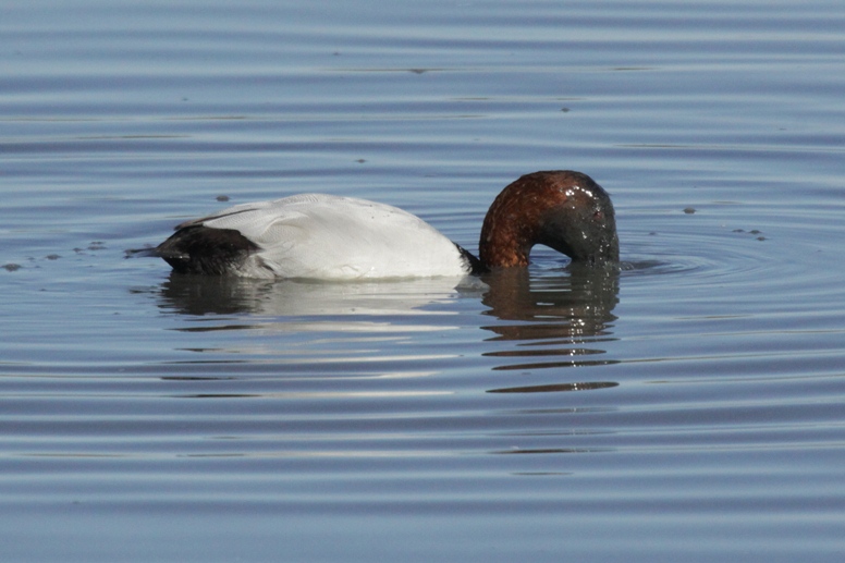 canvasback